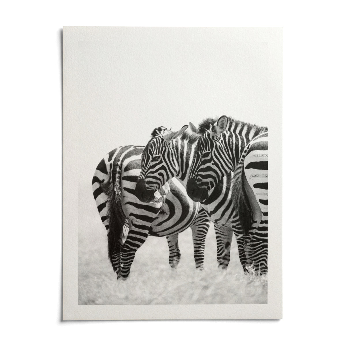 Zebra Wall Art, shown as an unframed paper print on a plain white background
